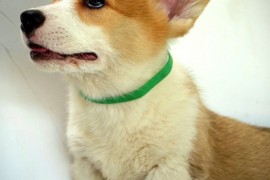 Velški Corgi Pembrok prelepi štenci, Kragujevac