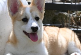 Velski korgi Welsh Corgi Pembroke, Valjevo