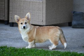 Velski korgi Welsh Corgi Pembroke, Valjevo