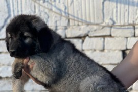 Kavkaski ovčar štenci, Uljma