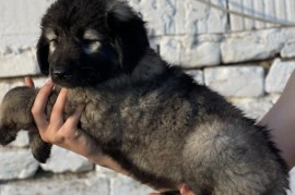 Kavkaski ovčar štenci, Uljma