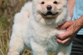 Chow Chow Cau Cau Čau Čau , Valjevo