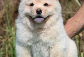 Chow Chow Cau Cau Čau Čau , Valjevo