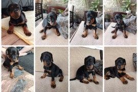 Doberman štenci, Kragujevac