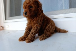 Toy Crvena Pudla prelepi stenci, Bač