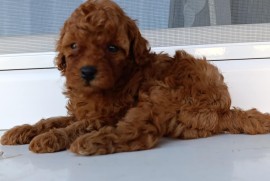 Toy Crvena Pudla prelepi stenci, Bač