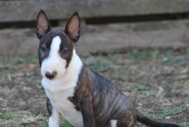 Mini Bull Terijer prelepi štenci, Beograd