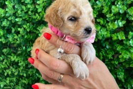 Maltipoo prelepi stenci, Novi Sad