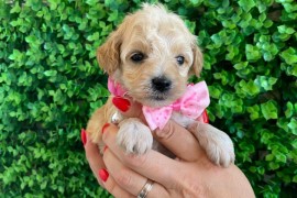 Maltipoo prelepi stenci, Novi Sad