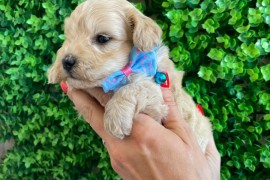 Maltipoo prelepi stenci, Novi Sad