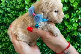 Maltipoo prelepi stenci, Novi Sad