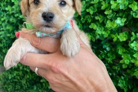 Maltipoo prelepi stenci, Novi Sad