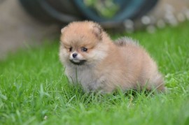 Pomeranac stenci prelepog krzna, Kraljevo