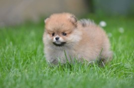 Pomeranac stenci prelepog krzna, Kraljevo