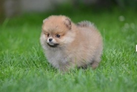 Pomeranac stenci prelepog krzna, Kraljevo