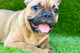Francuski Buldog prelepi štenci, Novi Sad