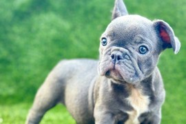 Francuski Buldog prelepi štenci, Novi Sad