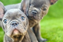 Francuski Buldog prelepi štenci, Novi Sad