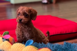 Toy Pudle na prodaju, Inđija