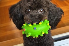 Toy Pudle na prodaju, Inđija