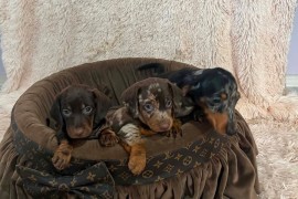 Patuljasti kratkodlaki jazavičari ekstra mini  , Rumenka