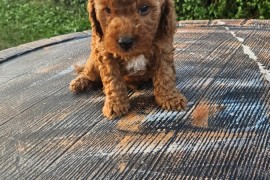 Aprikot mini i Crvena toy pudla štenci, Kragujevac