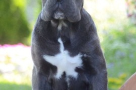 Cane Corso, vrhunski štenci, Obrenovac