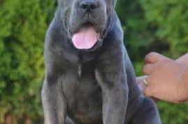 Cane Corso, vrhunski štenci, Obrenovac