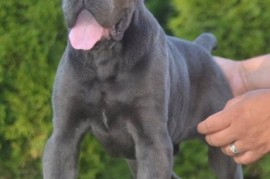 Cane Corso, vrhunski štenci, Obrenovac