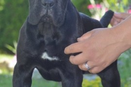 Cane Corso, vrhunski štenci, Obrenovac