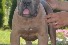 Cane Corso, vrhunski štenci, Obrenovac