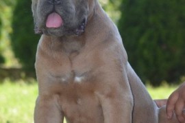 Cane Corso, vrhunski štenci, Obrenovac