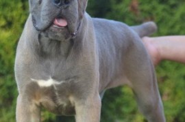Cane Corso, vrhunski štenci, Obrenovac