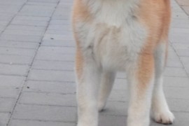Akita Inu prelepi štenci, Kruševac
