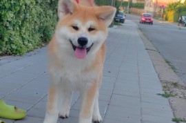 Akita Inu prelepi štenci, Kruševac
