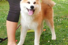 Akita Inu prelepi štenci, Kruševac