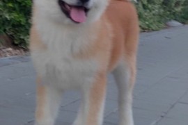 Akita Inu prelepi štenci, Kruševac