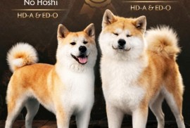 Akita Inu prelepi štenci, Kruševac