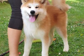 Akita Inu prelepi štenci, Kruševac