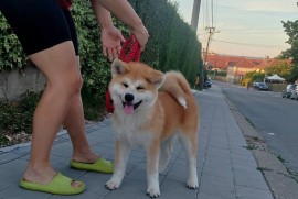 Akita Inu prelepi štenci, Kruševac