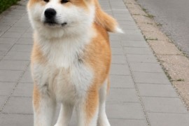 Akita Inu prelepi štenci, Kruševac