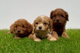Cavapoo-Kavapu (cavalier king charles spaniel + pudla)  , Beograd