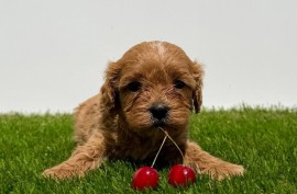 Cavapoo-Kavapu (cavalier king charles spaniel + pudla)  , Beograd