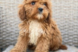 Cavapoo-Kavapu (cavalier king charles spaniel + pudla)  , Beograd