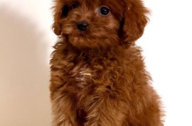 Cavapoo-Kavapu (cavalier king charles spaniel + pudla)  , Beograd