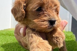 Cavapoo-Kavapu (cavalier king charles spaniel + pudla)  , Beograd