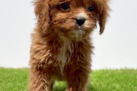 Cavapoo-Kavapu (cavalier king charles spaniel + pudla)  , Beograd
