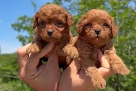 Cavapoo-Kavapu (cavalier king charles spaniel + pudla)  , Beograd