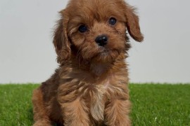 Cavapoo-Kavapu (cavalier king charles spaniel + pudla)  , Beograd