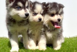 Pomsky-pomski (pomeranac + haski) , Beograd